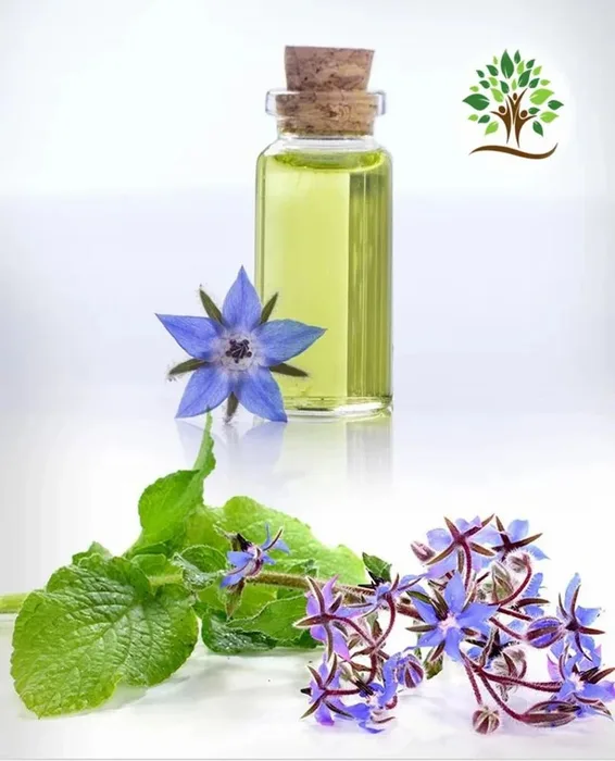 Borage Oil
