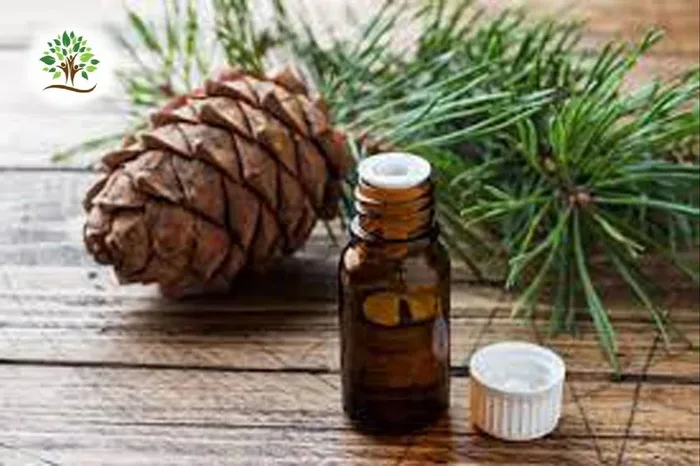Cedar Wood Essential Oil