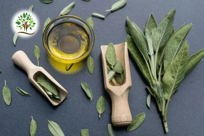 Sage Essential Oil