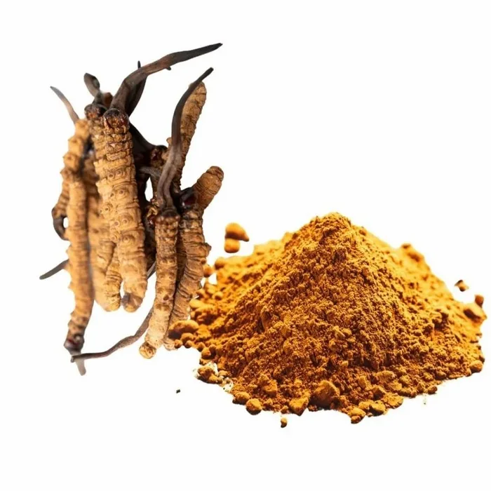 Cordyceps Sinensis Powder