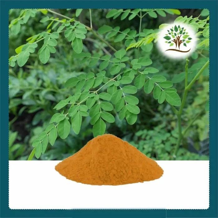 Moringa Extract Powder