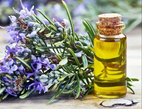 Rosemary Essential Oil
