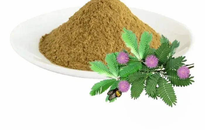 Mimosa Pudica Extract