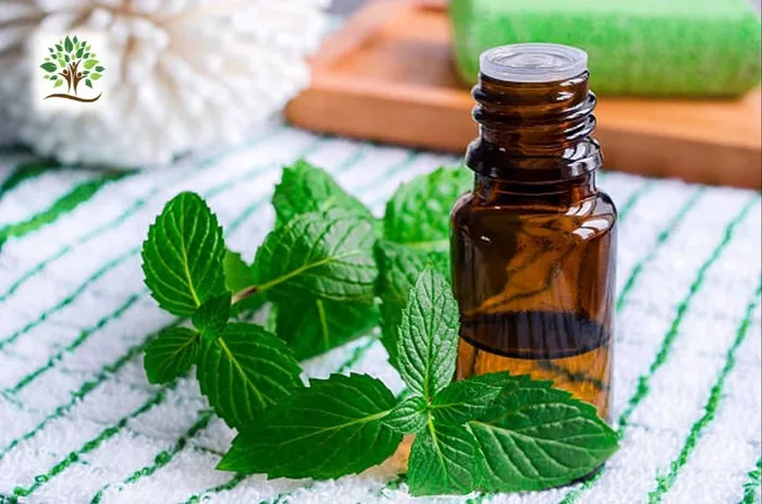 Cajuput Essential Oil