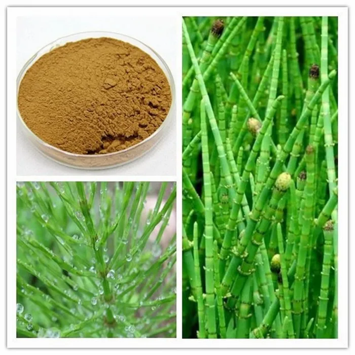 Horsetail Leaf Extract
